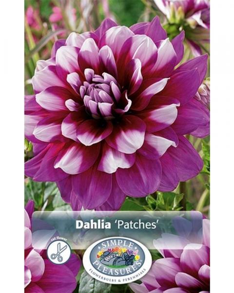 Dahlia Dec Patches
