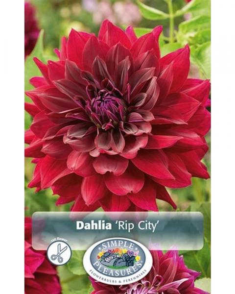 Dahlia Dec Rip City