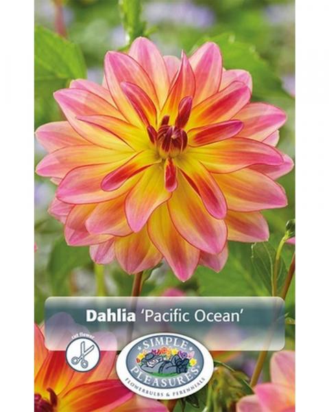 Dahlia Dec Pacific Ocean