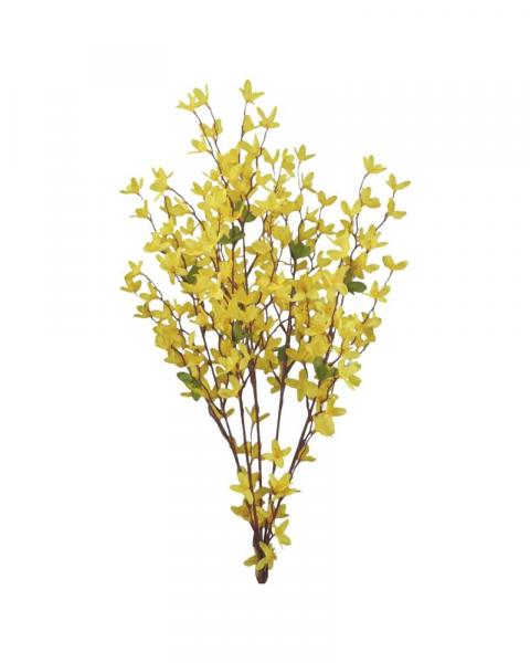 Forsythia  Bush X5 Yellow