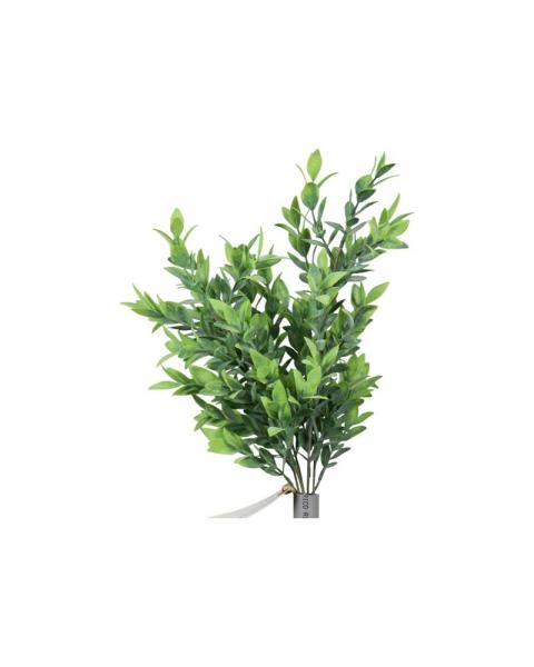 Ruscus Bush Green