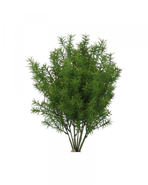 Springeri Bush X9 Green