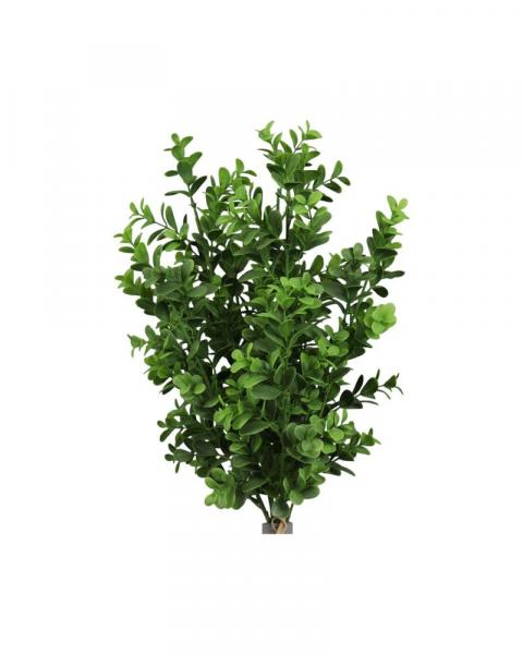 English Boxwood Bush Tt Green