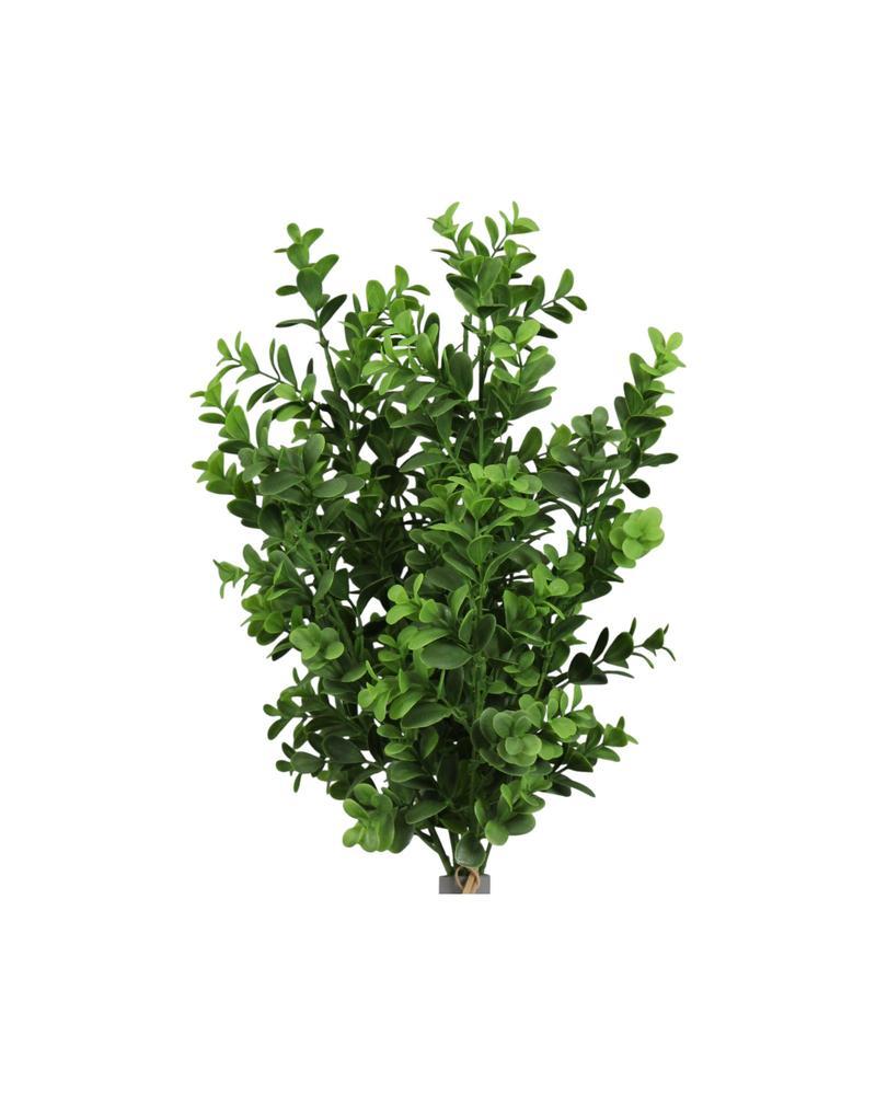 English Boxwood Bush Tt Green