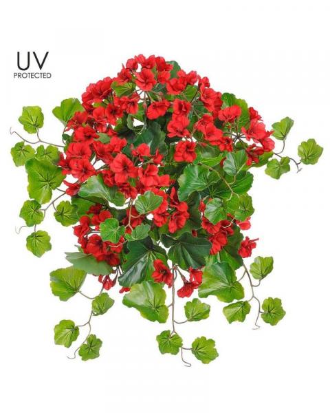 Geranium Bush 24" Uv Red