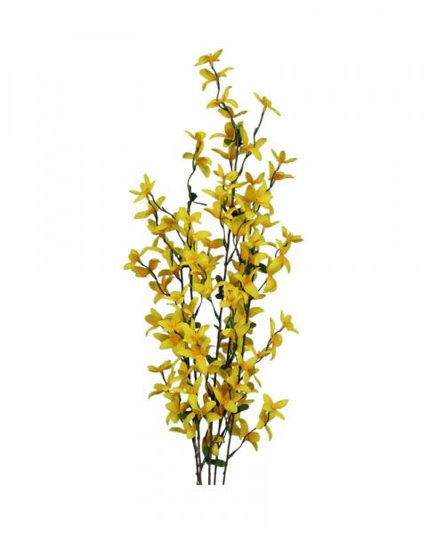 Forsythia Bush Yellow