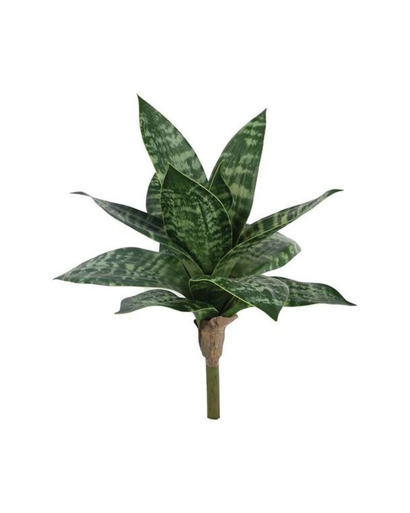 Snake Plant 10" Green/cream