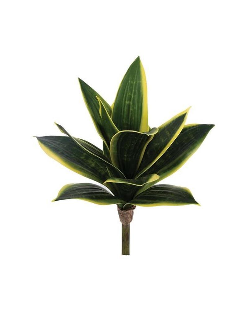 Snake Plant 10" Green/yellow
