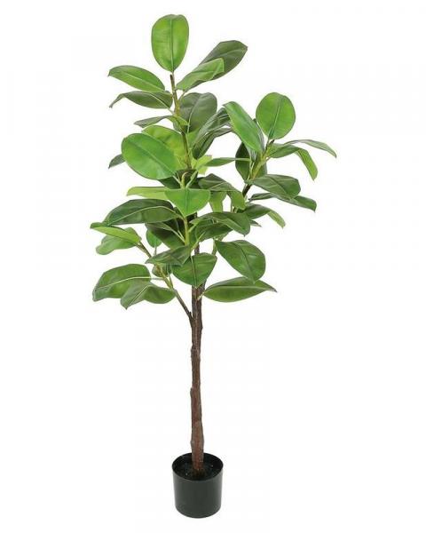 Broad Leaf Ficus Tree 60" Green