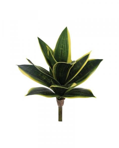 Snake Plant 10" Green/yellow