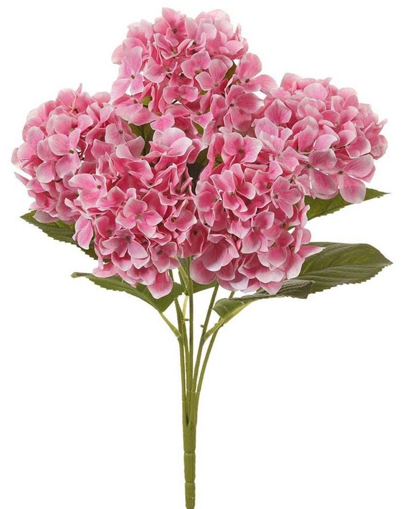Hydrangea Bush X5 20" Pk