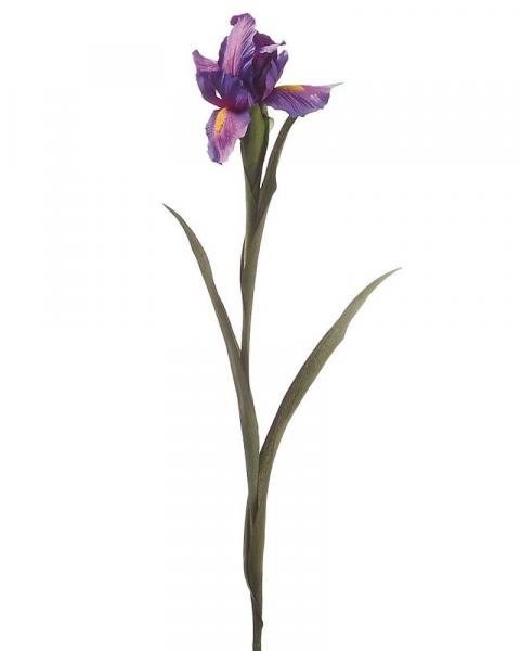 Iris Spray 28" Purple