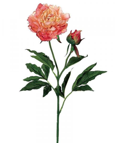 Peony Spray 28" Sa/pe