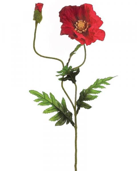 Poppy Spray 28" Re/bc