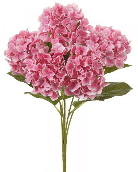 Hydrangea Bush X5 20" Pk