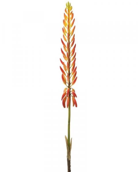 Agave Flower Spray 28" Or/tt
