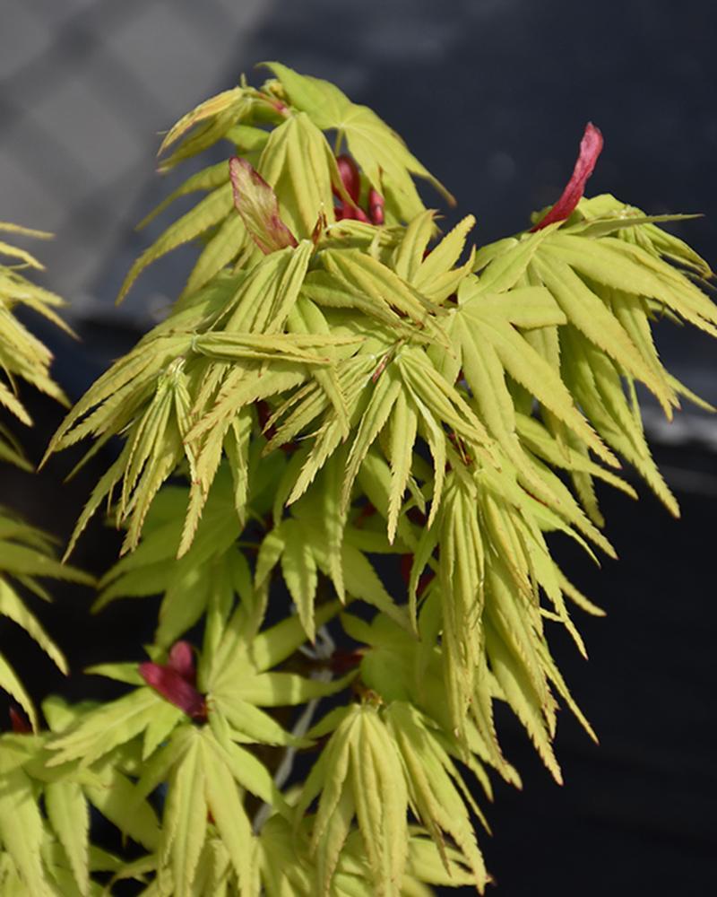 Maple Japanese Mikawa Yatsubusa