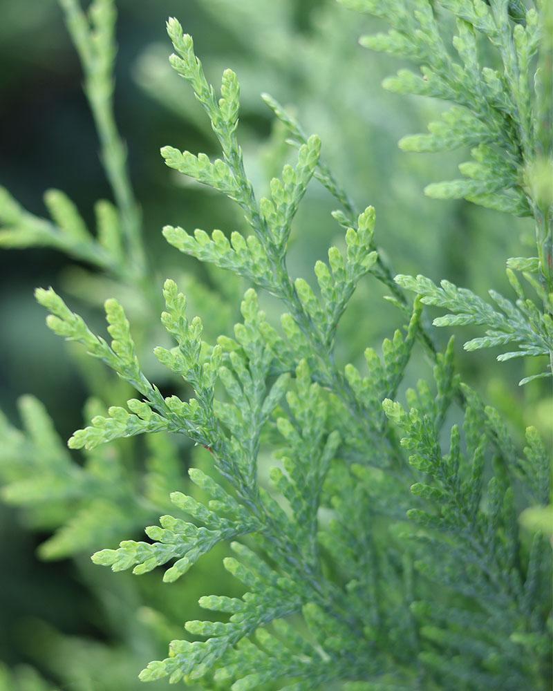 Arborvitae Green Giant 15 Gallon