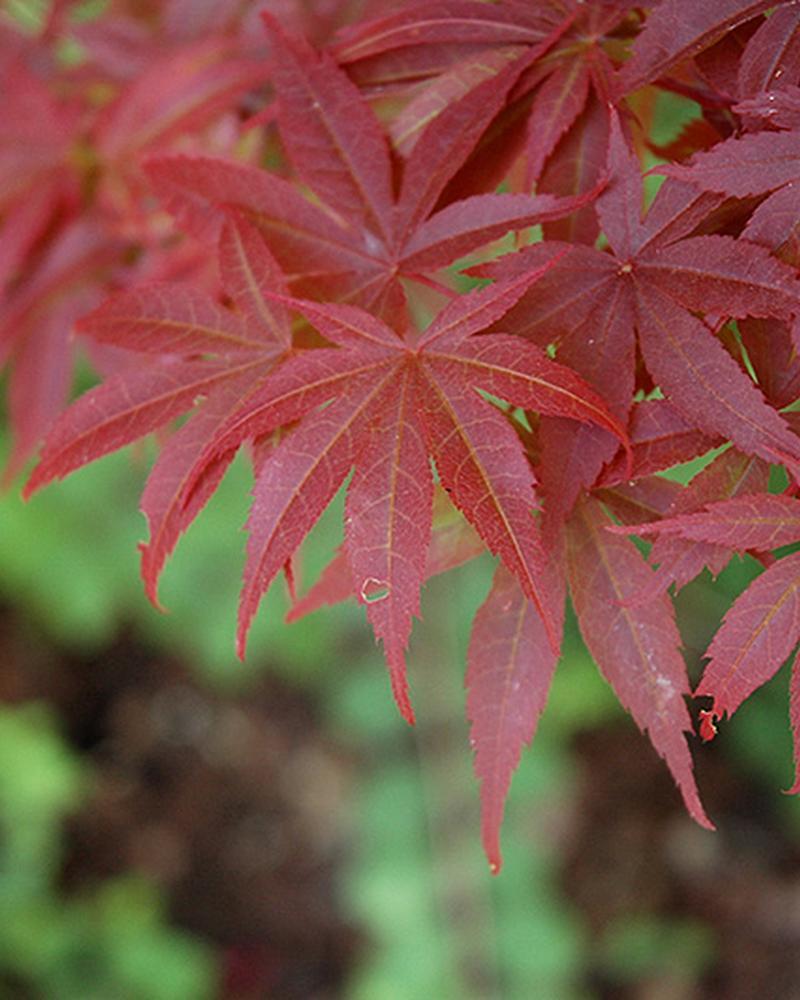 Maple Japanese Pixie 3 Gallon