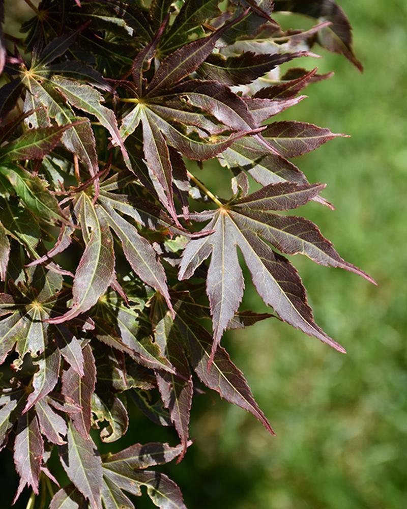 Maple Japanese Tsukushi Gata 6 Gallon