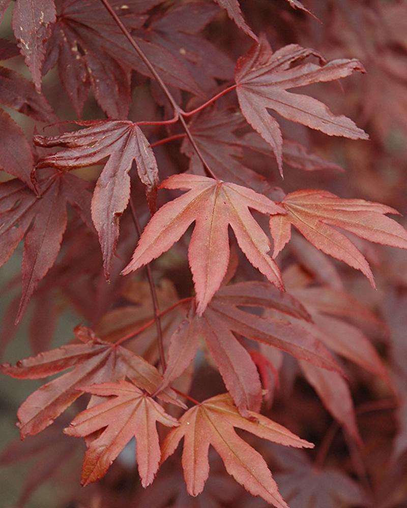 Maple Japanese Fireglow 5 Gallon