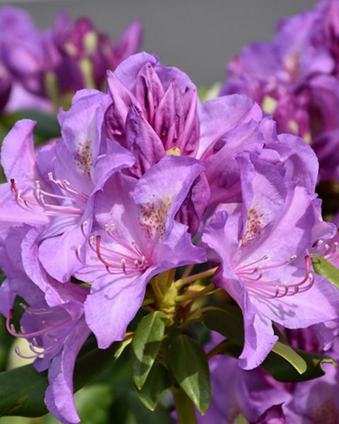 Rhododendron Boursault 6 Gallon