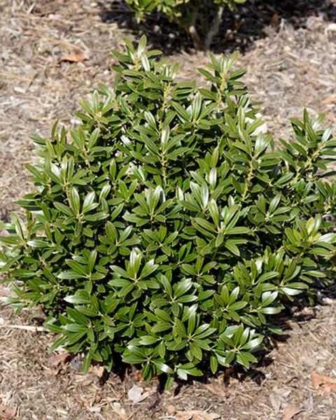 Inkberry Gem Box 3 Gallon