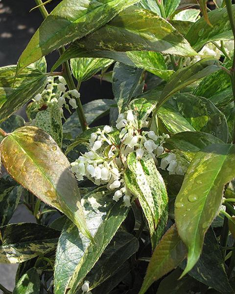 Leucothoe Rainbow 2 Gallon