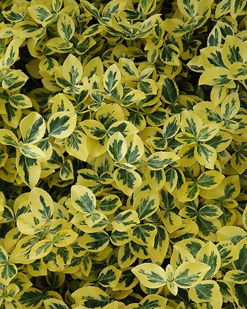 Euonymus Emerald 'n Gold 3 Gallon