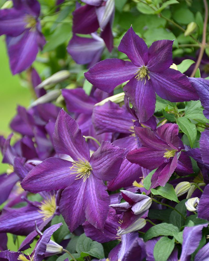 Clematis Happy Jack® Purple