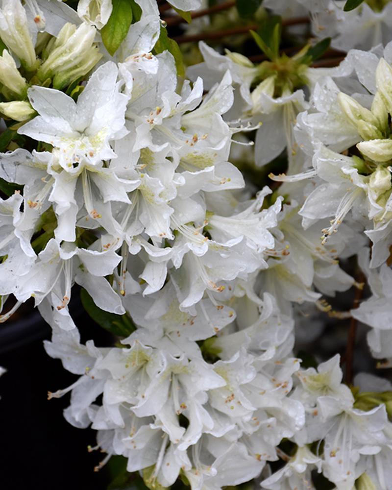 Azalea Cascade 3 Gallon
