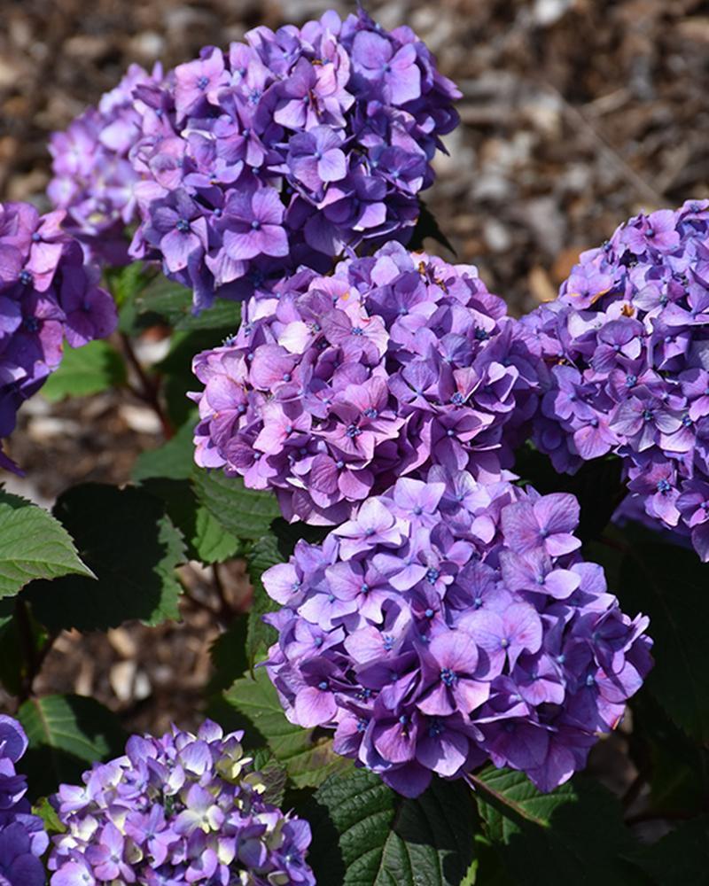 Hydrangea Endless Summer® Bloomstruck 3 Gallon