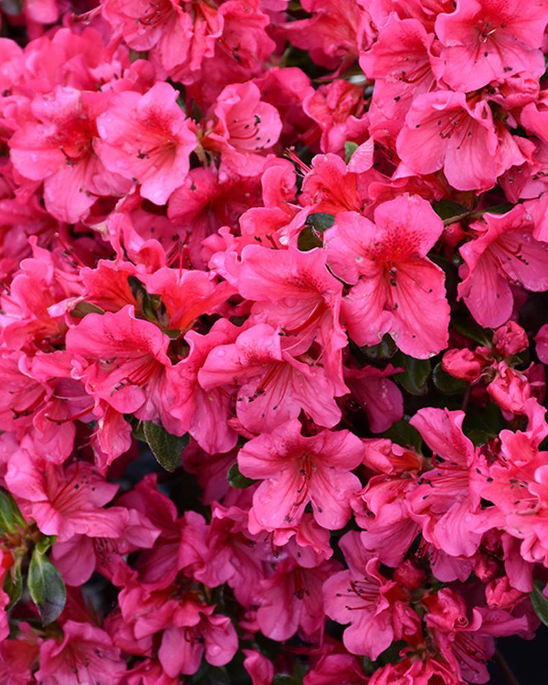 Azalea Girard's Crimson 7.5" Pot