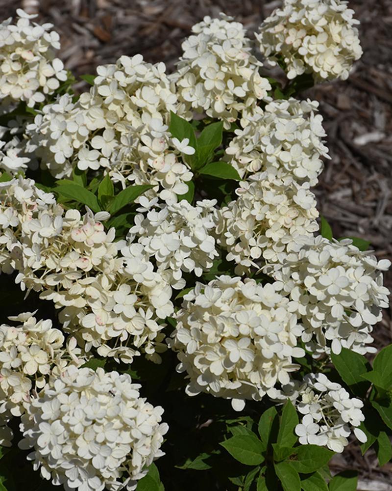 Hydrangea Quick Fire® 3 Gallon
