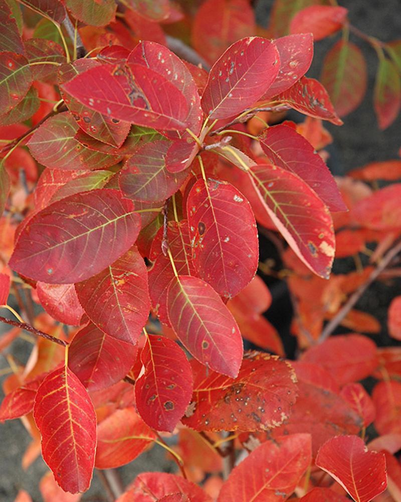 Juneberry Autumn Brilliance(r)