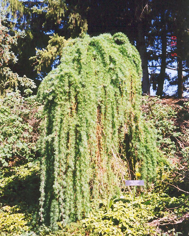 Weeping European Larch 10 Gallon