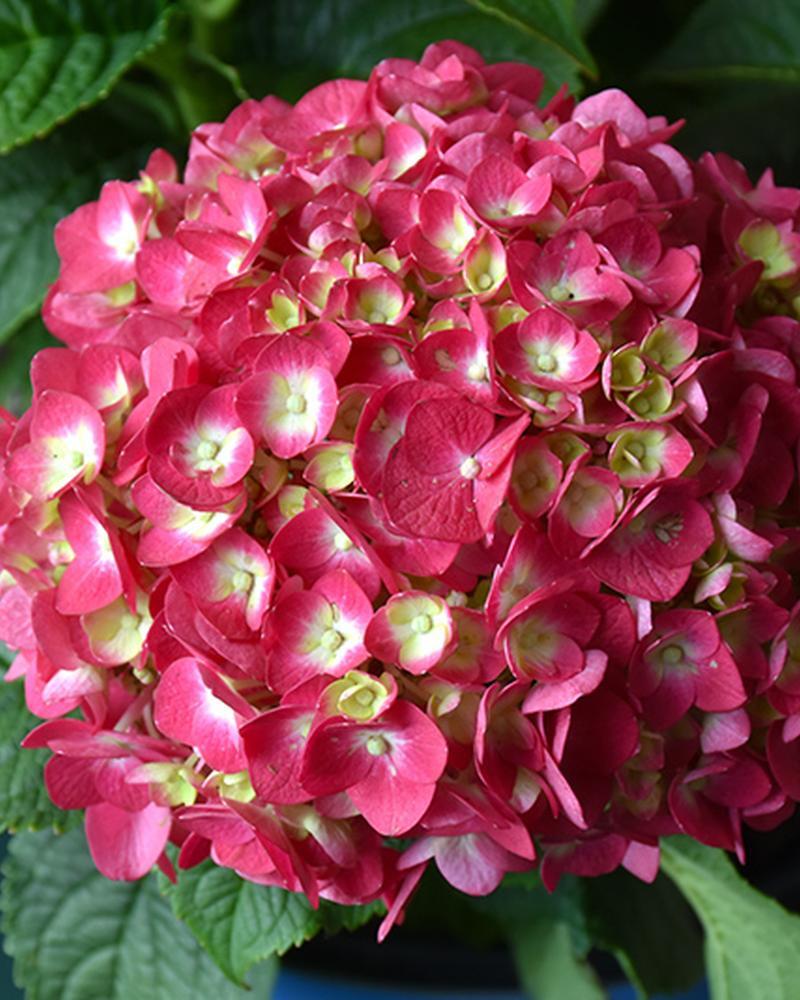 Hydrangea Endless Summer® Summer Crush 3 Gallon