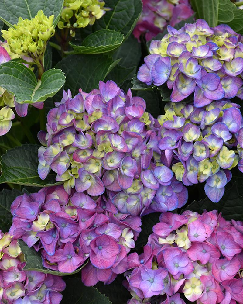 Hydrangea Seaside Serenade® Newport 2 Gallon