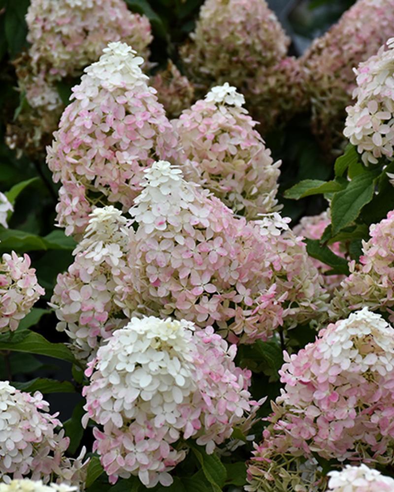 Hydrangea Quick Fire Fab® 3 Gallon