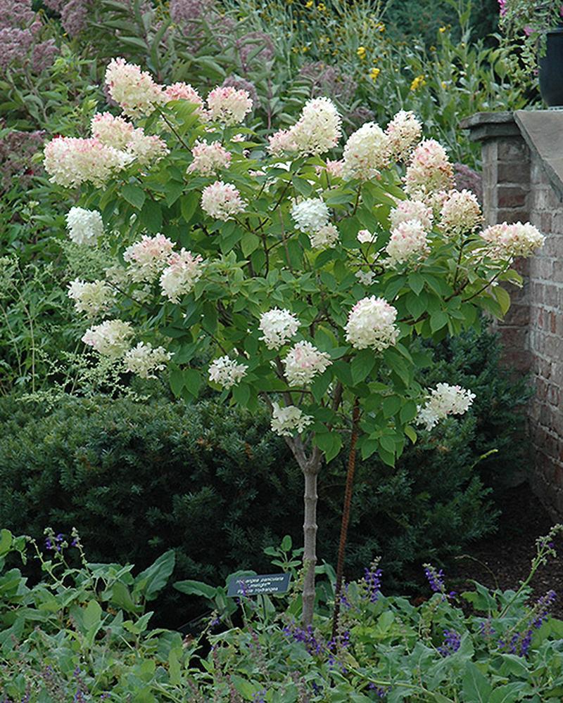 Hydrangea Limelight Tree 7 Gallon