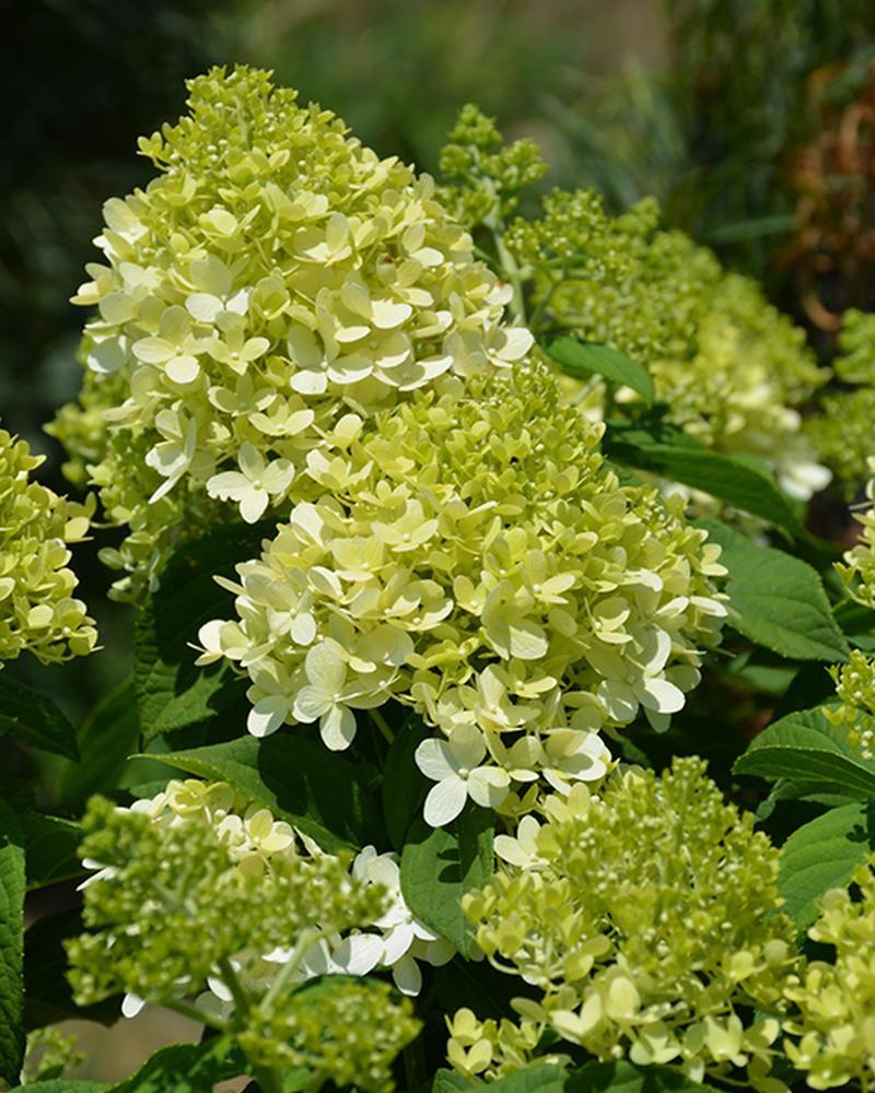 Hydrangea Little Lime Tree 7 Gallon