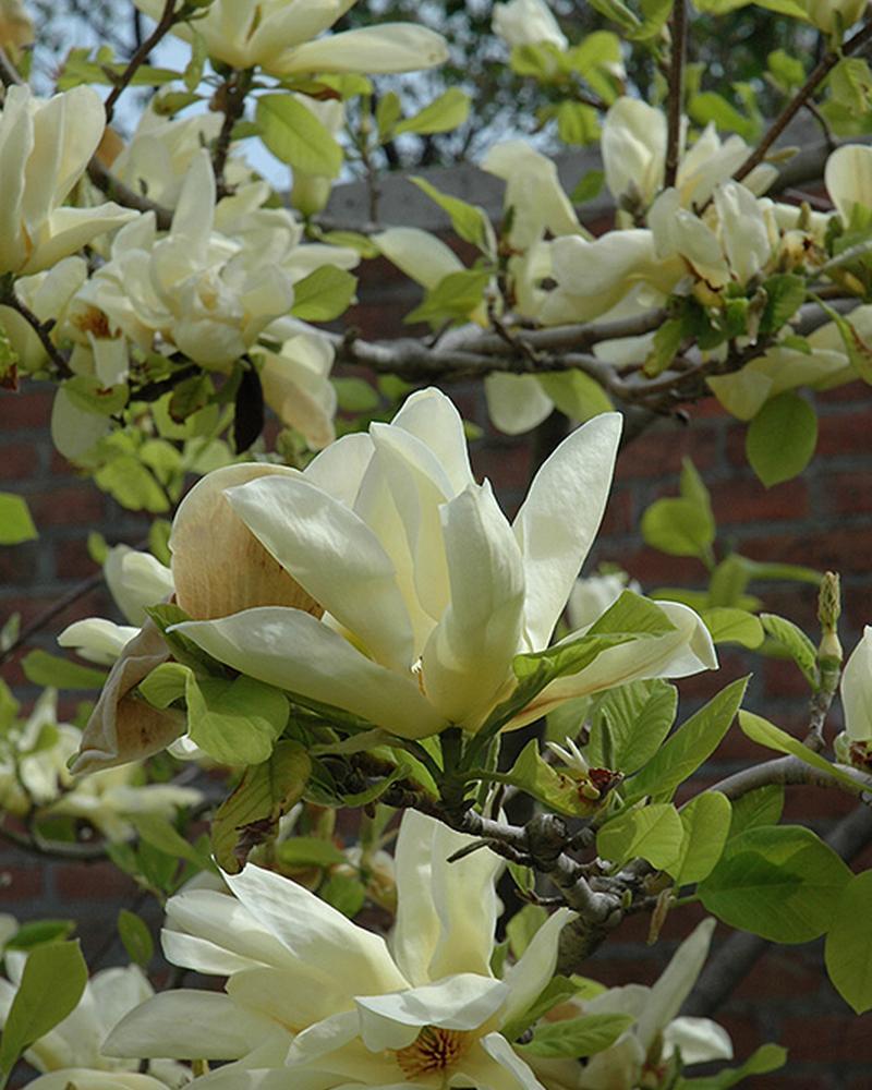 Magnolia Elizabeth 7 Gallon
