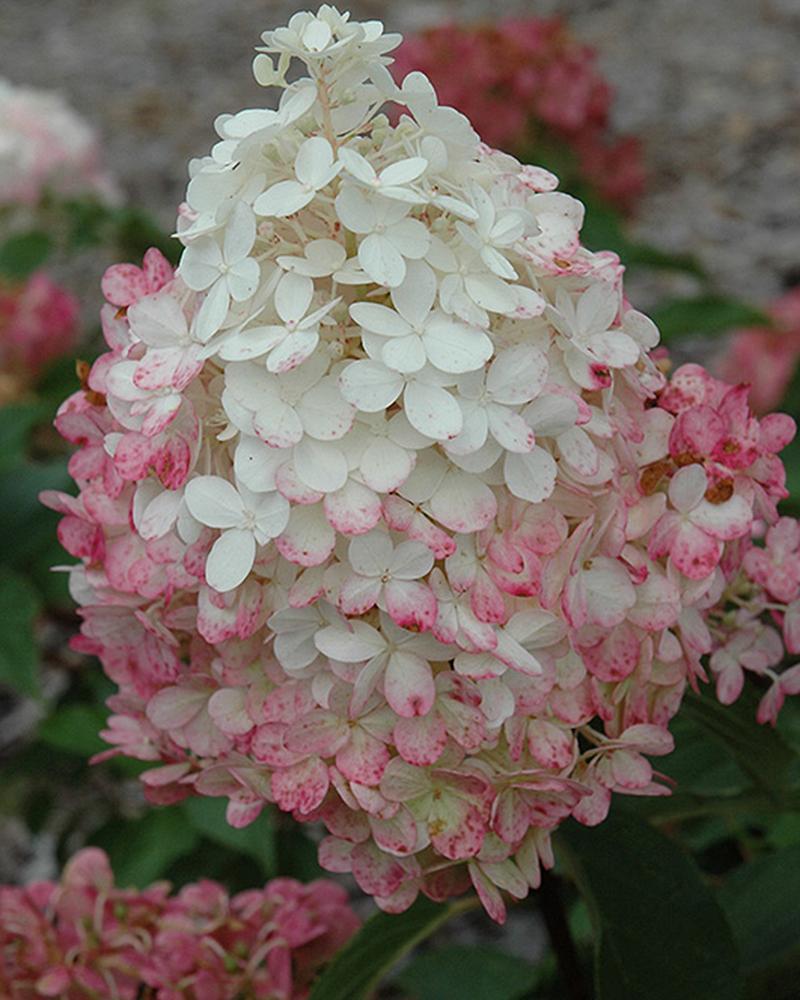 Hydrangea Vanilla Strawberry 7 Gallon