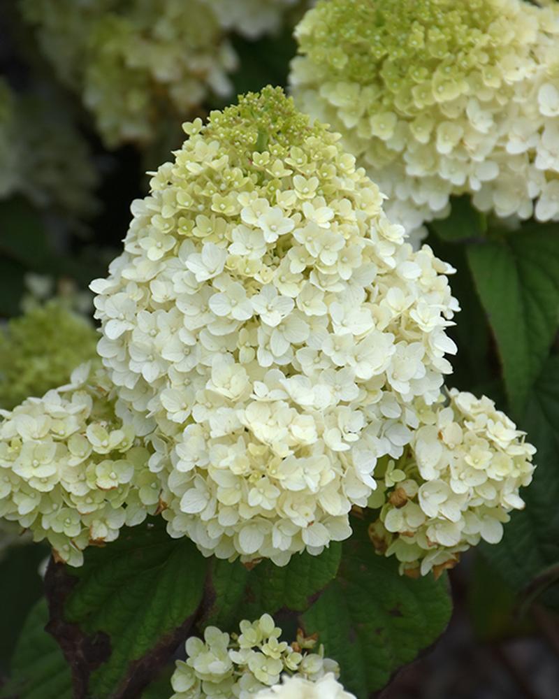 Hydrangea Little Hottie® 3 Gallon