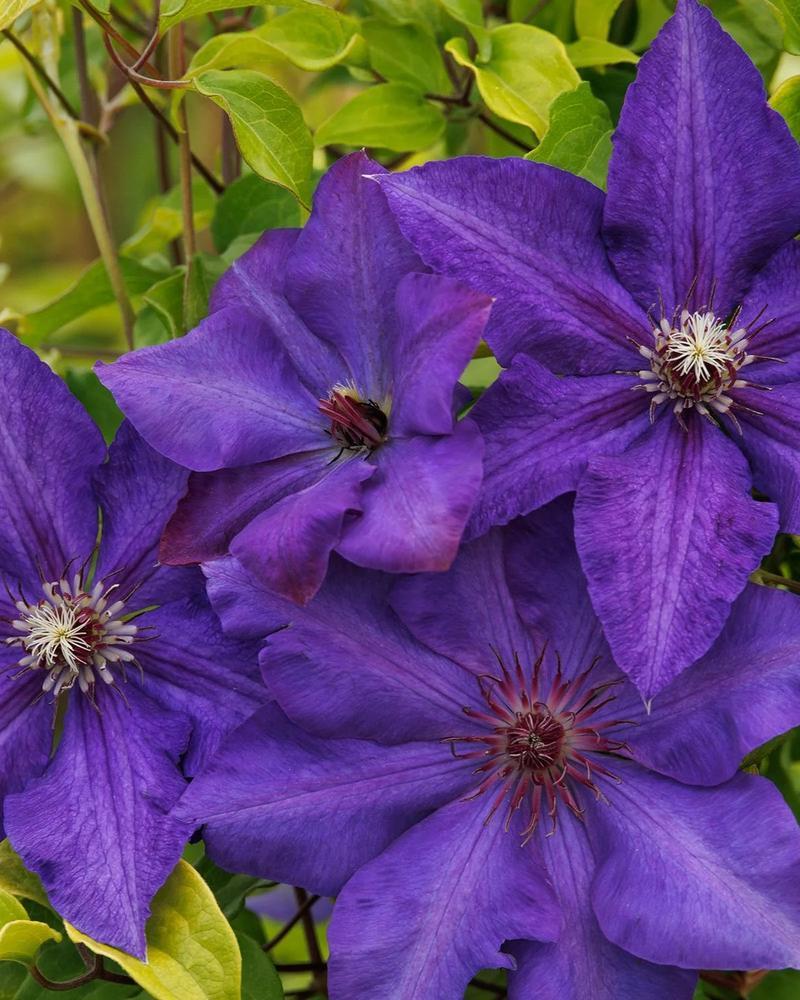 Clematis Royal Cascade #2