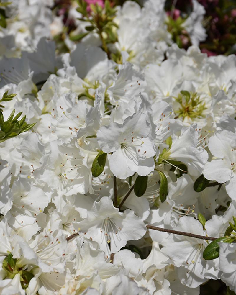 Azalea Girard's Pleasant White 3 Gallon