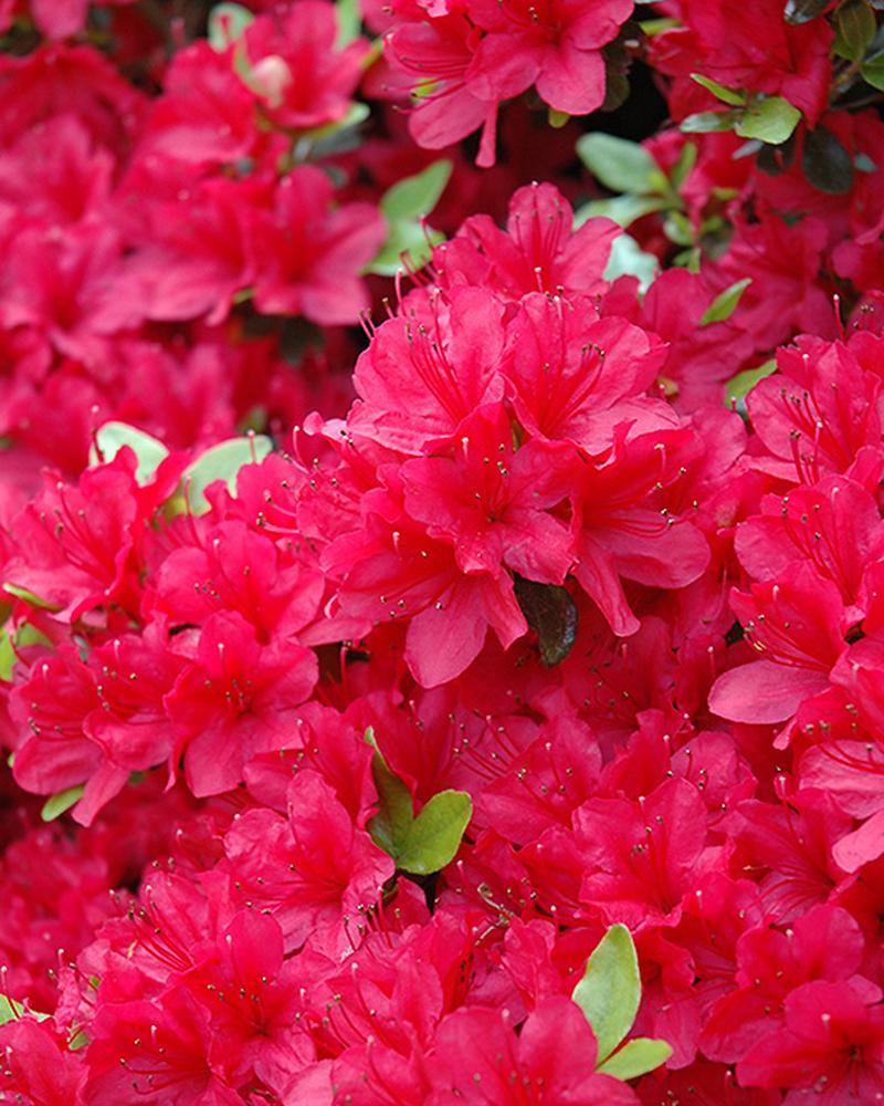 Azalea Hino Crimson 6 Gallon