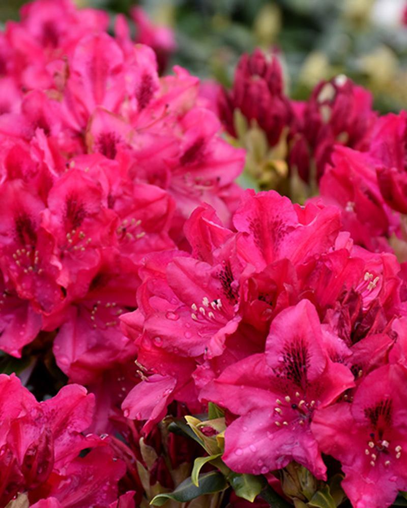 Rhododendron Nova Zembla 3 Gallon