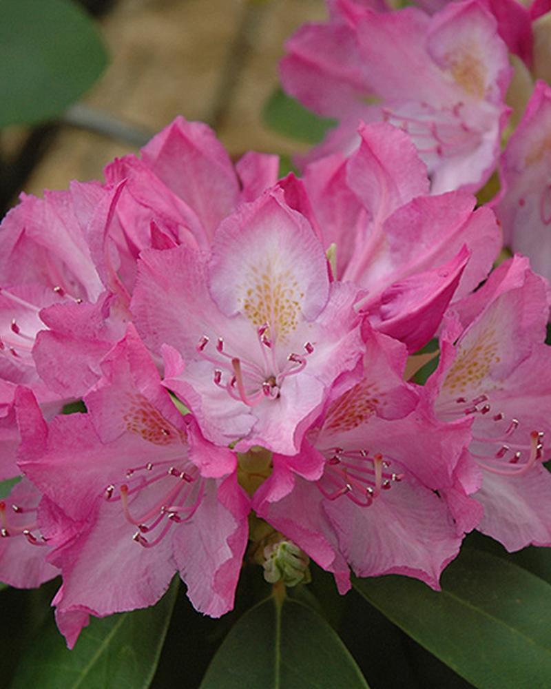 Rhododendron Roseum Elegans 3 Gallon