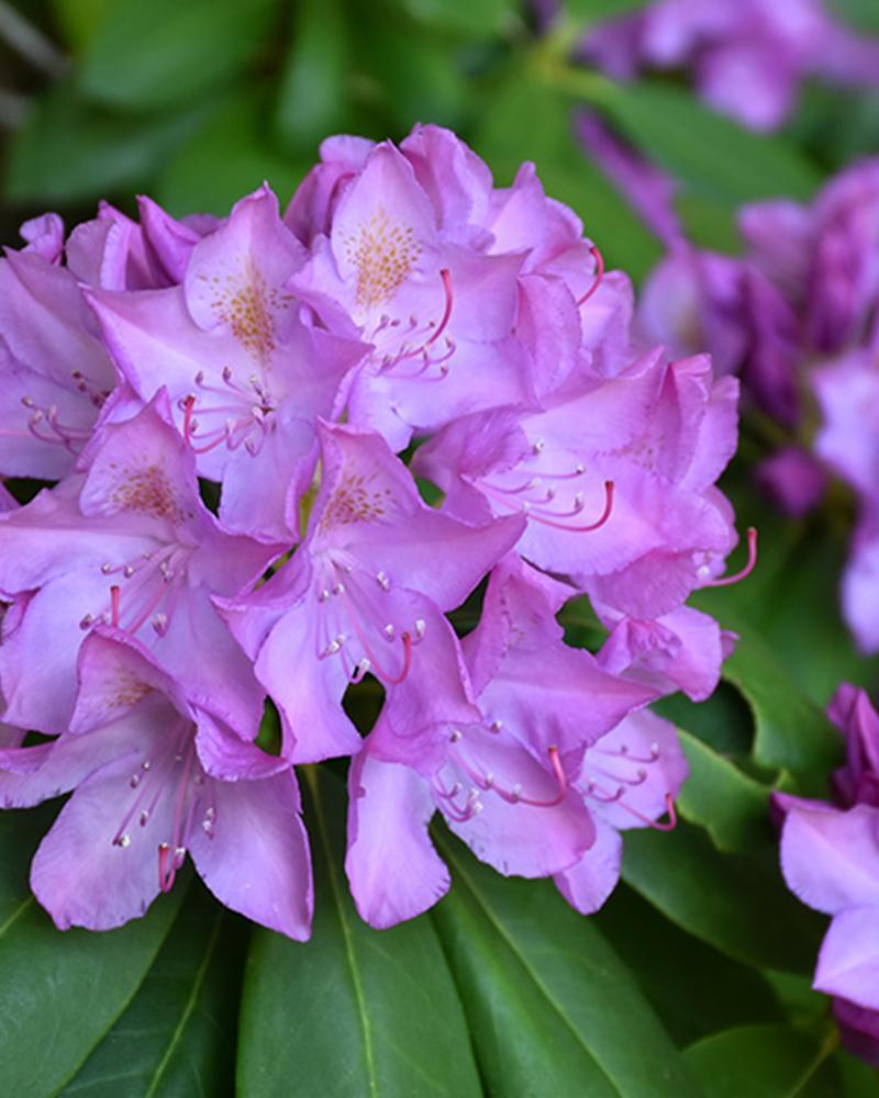 Rhododendron Purpureum Elegans 3 Gallon